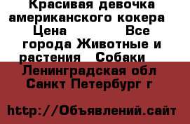Красивая девочка американского кокера › Цена ­ 35 000 - Все города Животные и растения » Собаки   . Ленинградская обл.,Санкт-Петербург г.